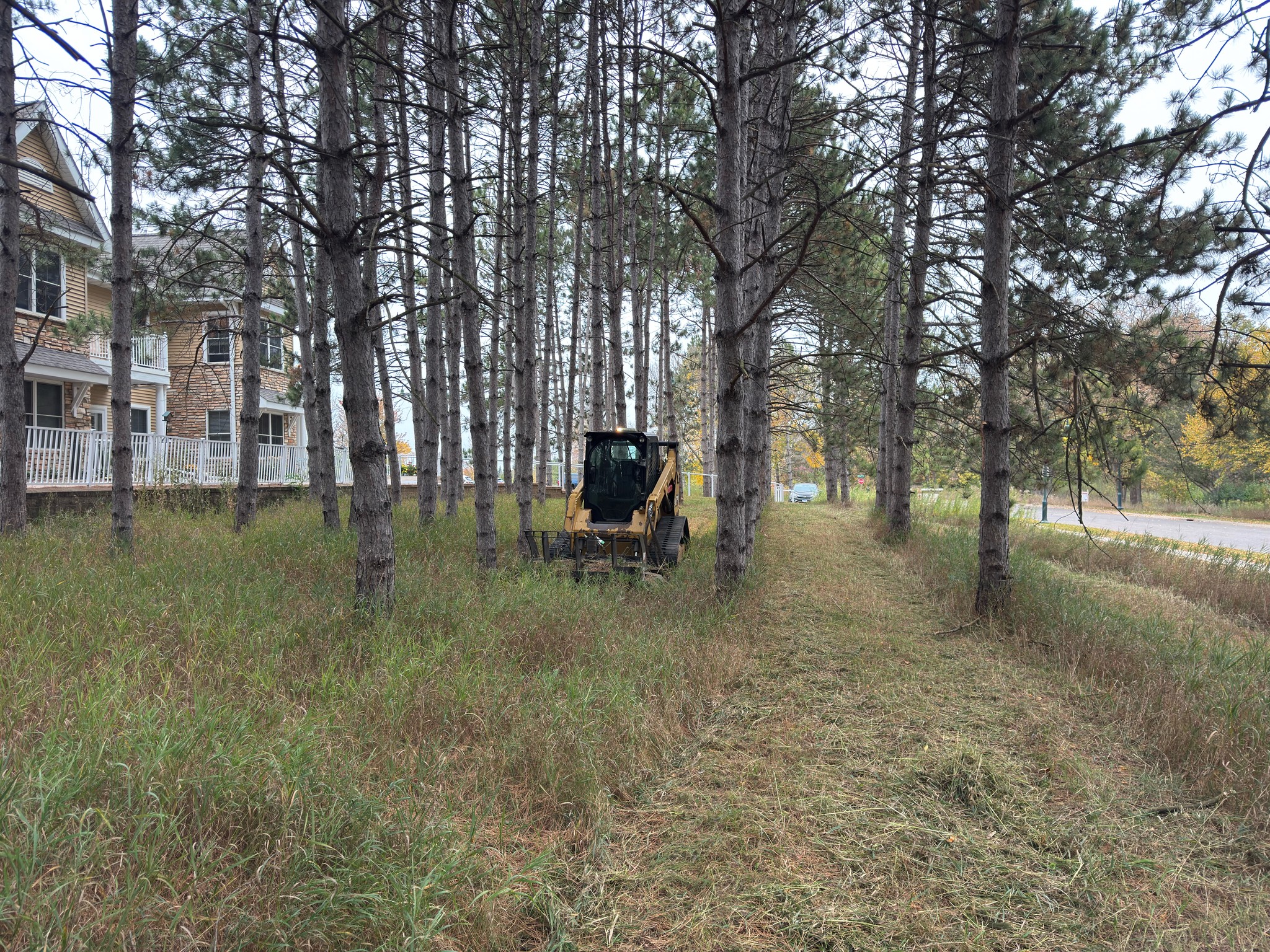 Tracked loader mowing tall grass and brush between pine trees near a home.