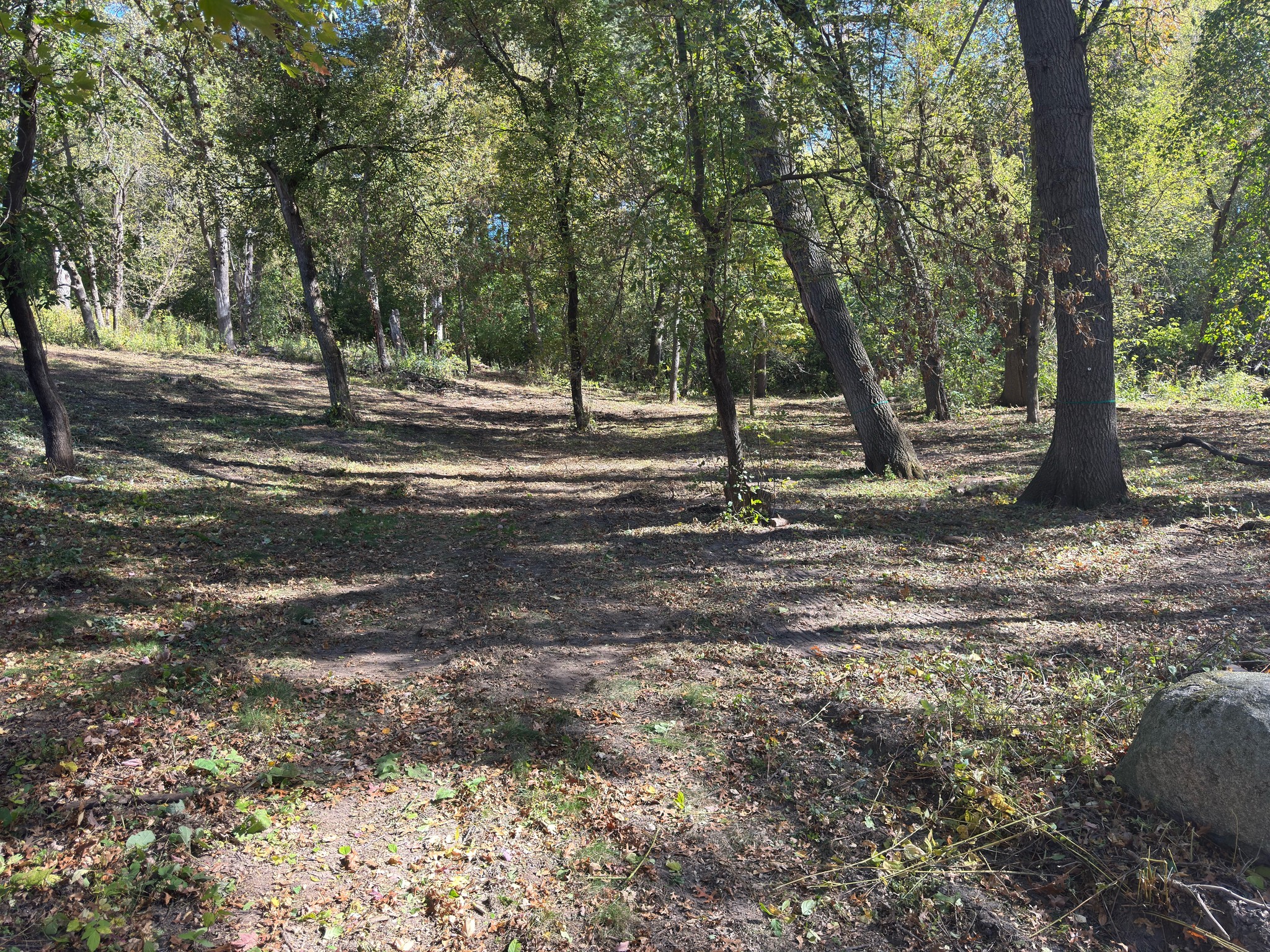 Woodland floor after brush mowing, with mature trees retained and ground vegetation cut back.