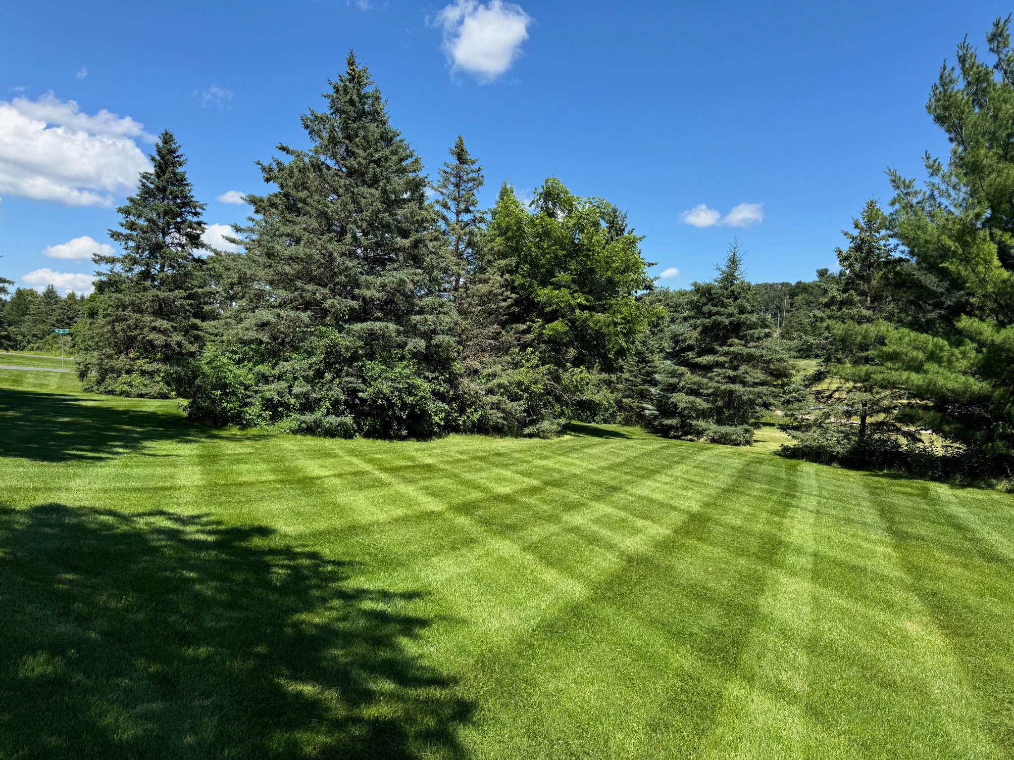 Striped green lawn bordered by mature evergreen trees under a blue sky.