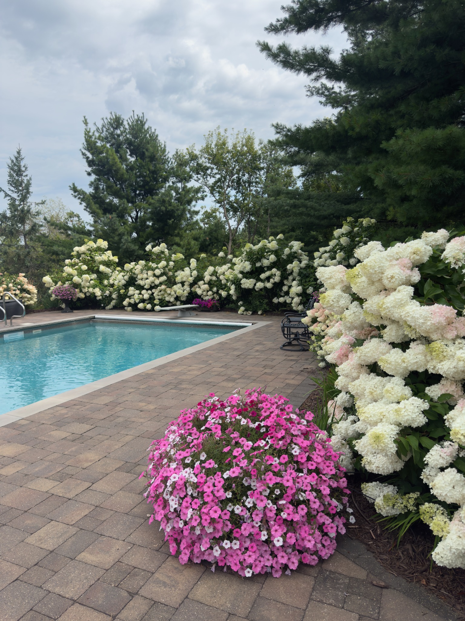 Swimming pool bordered by white hydrangeas and pink flowers along a paver patio.