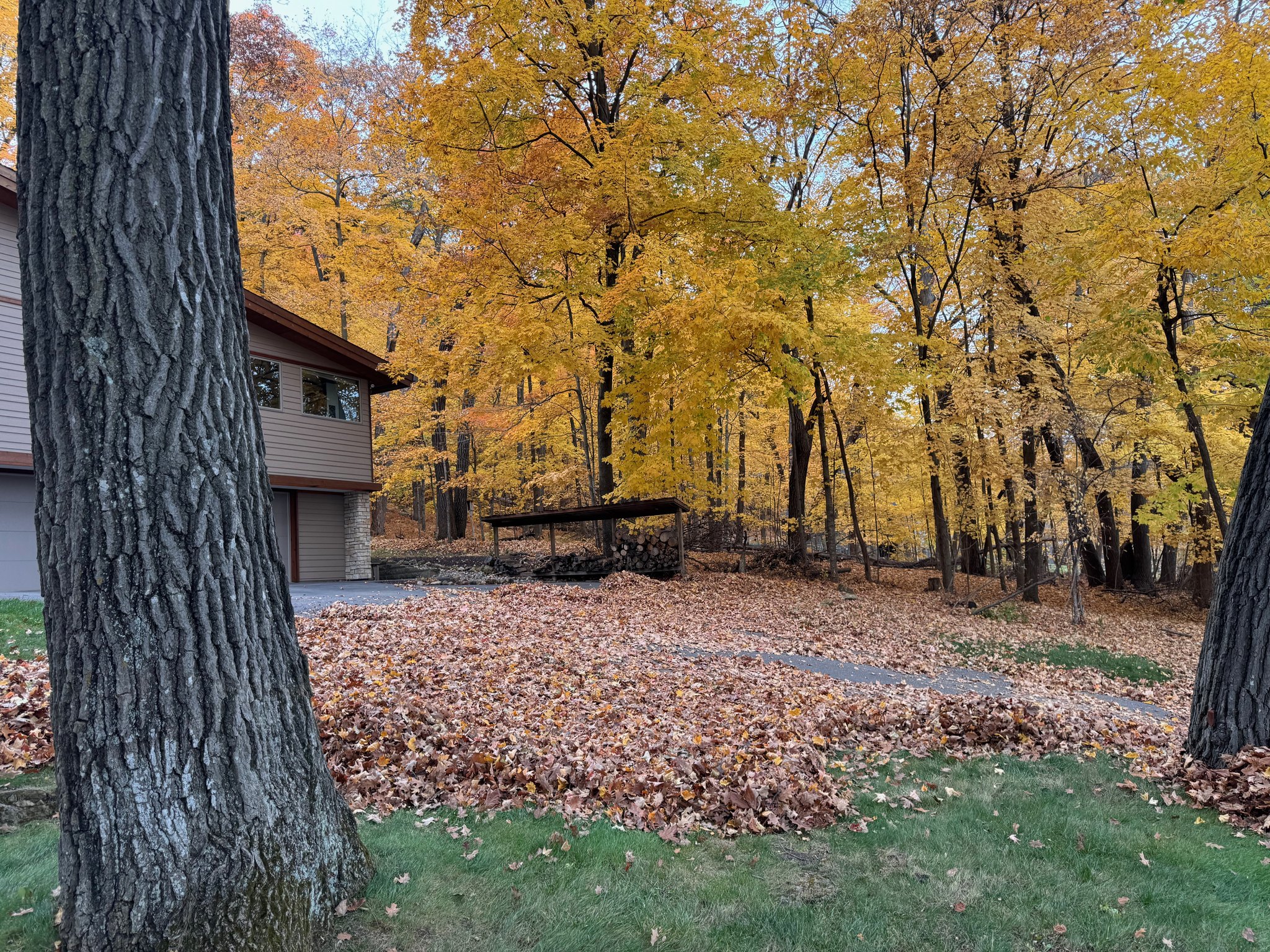 Fallen autumn leaves gathered across a residential lawn and driveway beneath mature trees.